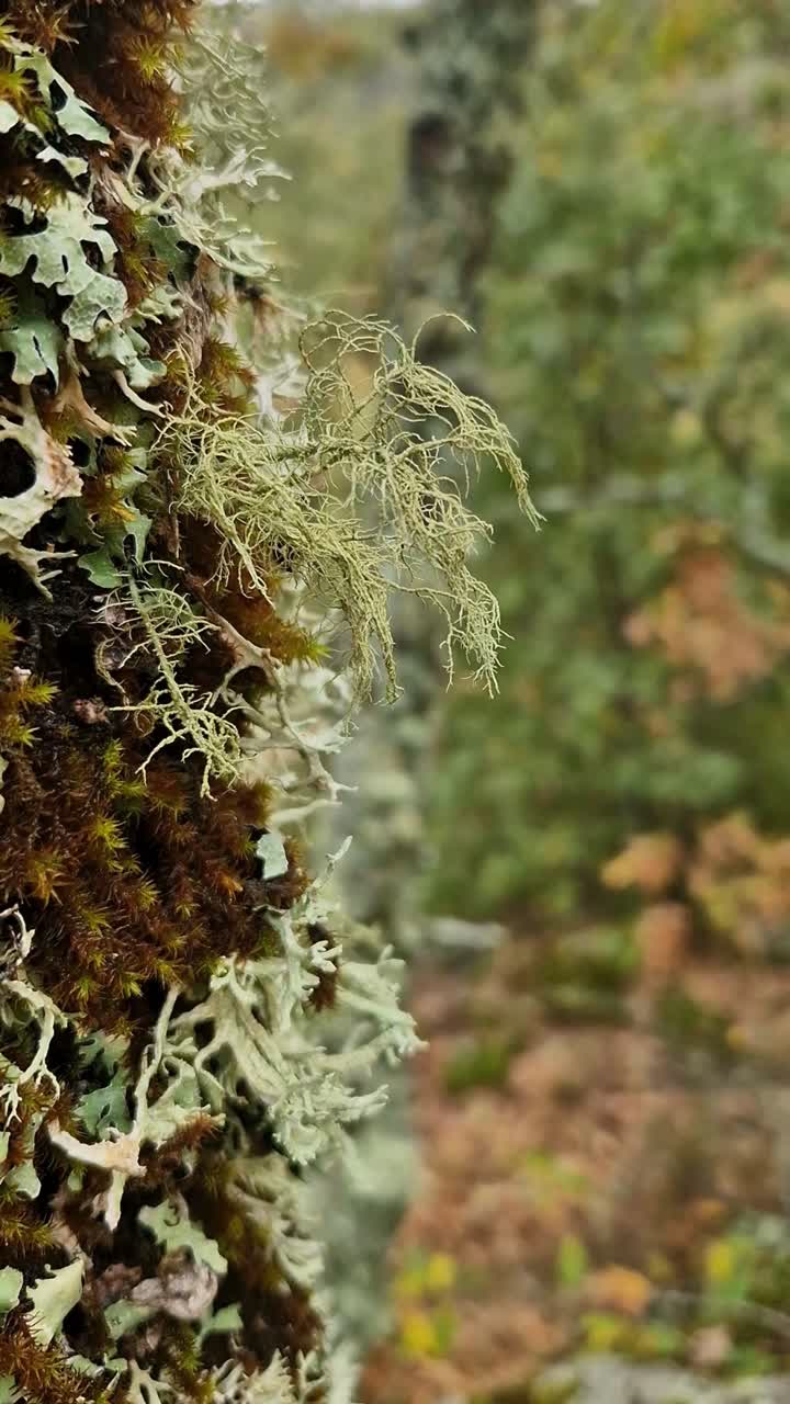 Primo piano macro di vibranti licheni verdi e gialli che crescono sulla corteccia di un albero nella Sierra de Gredos, Spagna. Evidenzia la texture complessa e ruvida e i dettagli biologici.