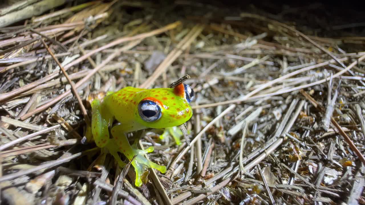 Skogens klarögda groda (Boophis erythrodactylus) på marken på natten i Analamazaotra nationalpark. Madagaskar.