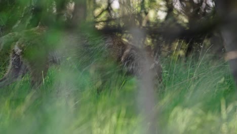 wolf in a grassy field