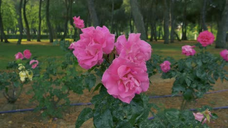 a close shot of a french rose plant in a park