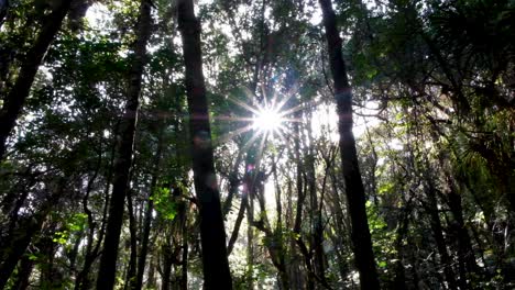 hermosa e idílica luz del sol y rayos de luz que fluyen a través de árboles altos en el bosque, caminatas al aire libre entre la naturaleza en el desierto de nueva zelanda, aotearoa