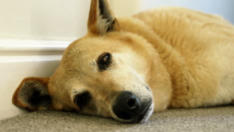 Close-up-of-dog-lying-on-the-floor