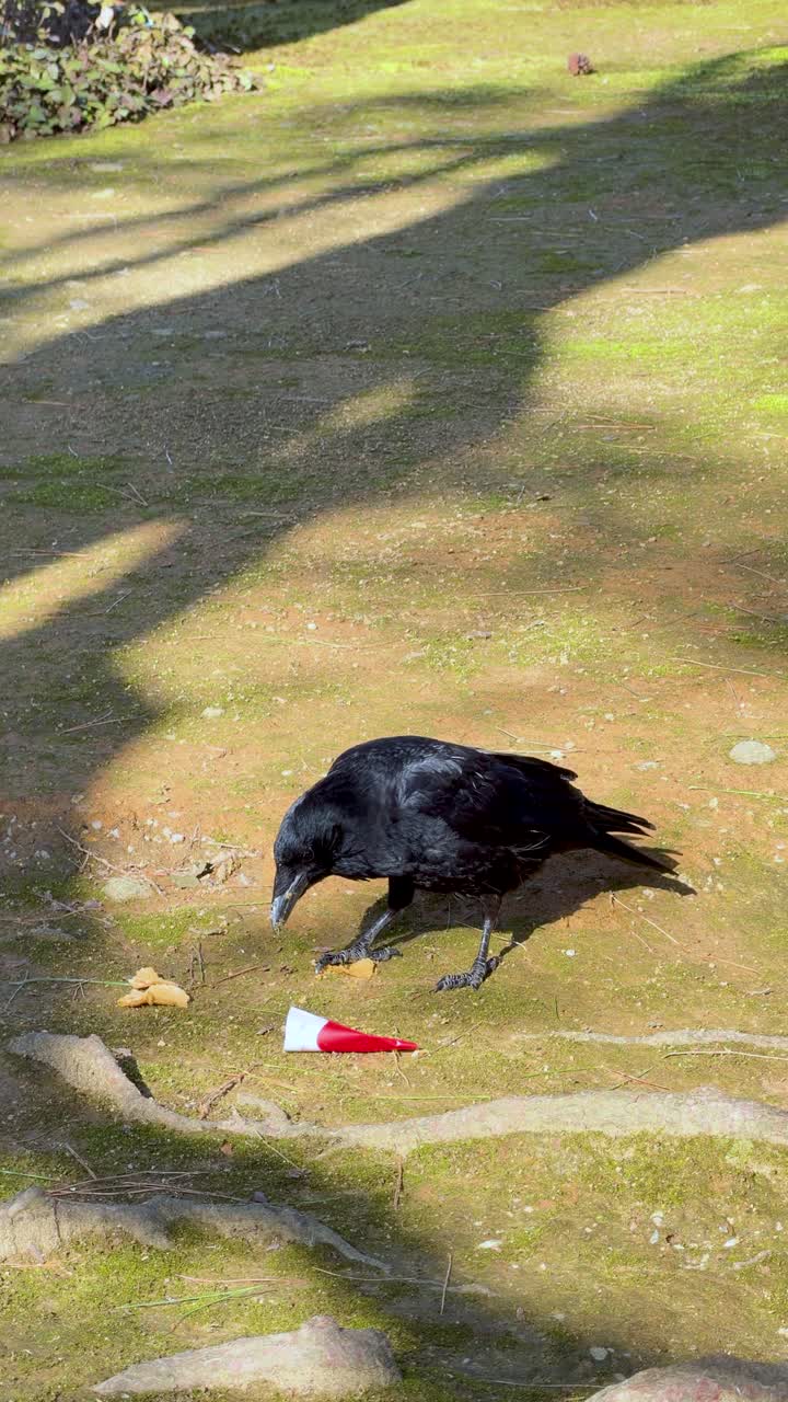 Un corvo nero becca avanzi di cibo e spazzatura a terra sotto la luce intensa del sole.