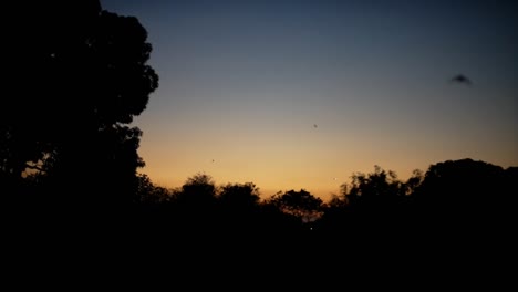 Sonnenuntergang-Mit-Fliegenden-Slowmotion-Fledermäusen