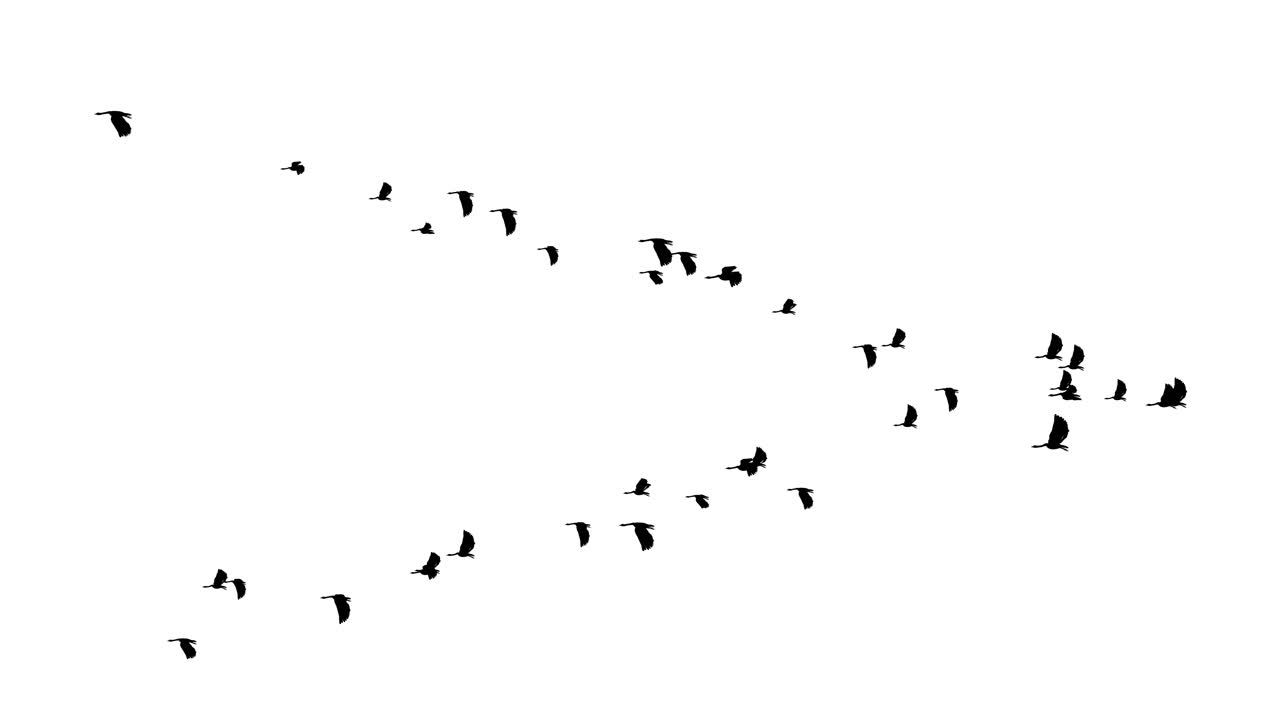 Birds flying vnecked gray geese slow motion on the magical blue sky loop background flock flying in