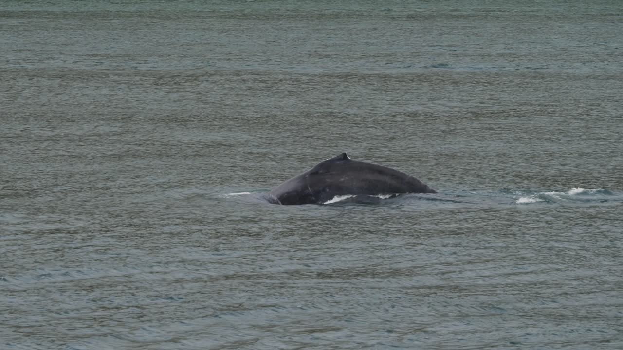 Dorsal fin and the tail fluke of a Humpback whale diving