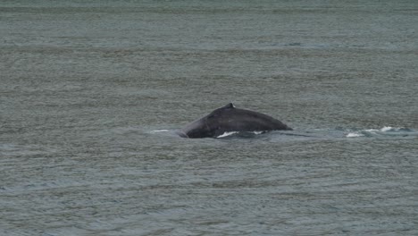 dorsal fin and the tail fluke of a humpback whale diving