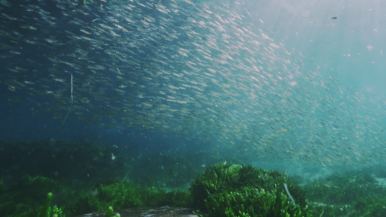 Slow-motion underwater shot of fish swimming across the kelp bed, captured in crystal-clear waters, showcasing the marine life