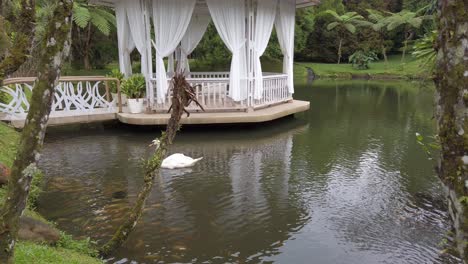 white swan swims on the pond with fishes next to a white gazebo