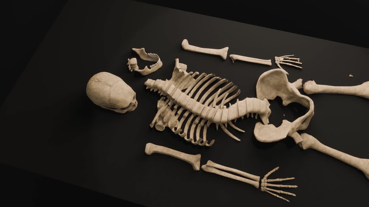 3D animation showing a camera zooming out from a skeleton laid out on a table
