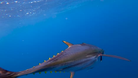 underwater view of a tuna swimming