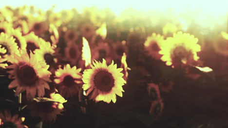 Campo-De-Girasoles-Florecientes-Al-Atardecer