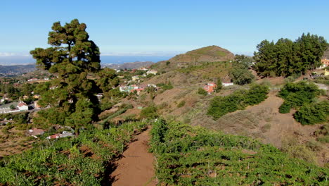 Campos-De-Viñedos:-Vista-Aérea-Recorriendo-Campos-Cultivados-Y-Un-Hermoso-árbol-En-La-Escena,-Así-Como-Un-Hermoso-Paisaje-Montañoso