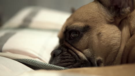 side view of sad and sleepy french bulldog lying on the bed, face closeup static