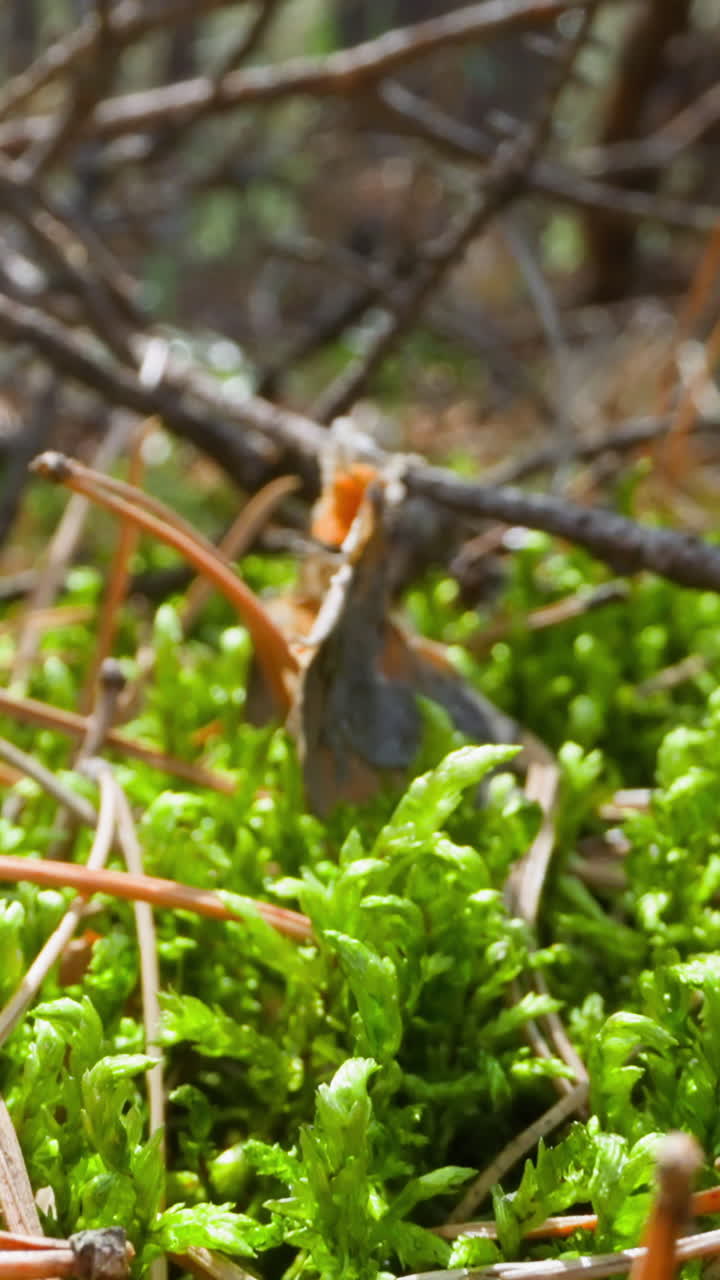 Pile of windfall old sticks and yellow needles on grass slow motion. Probe lens footage of untouched nature beauty in forest extreme closeup