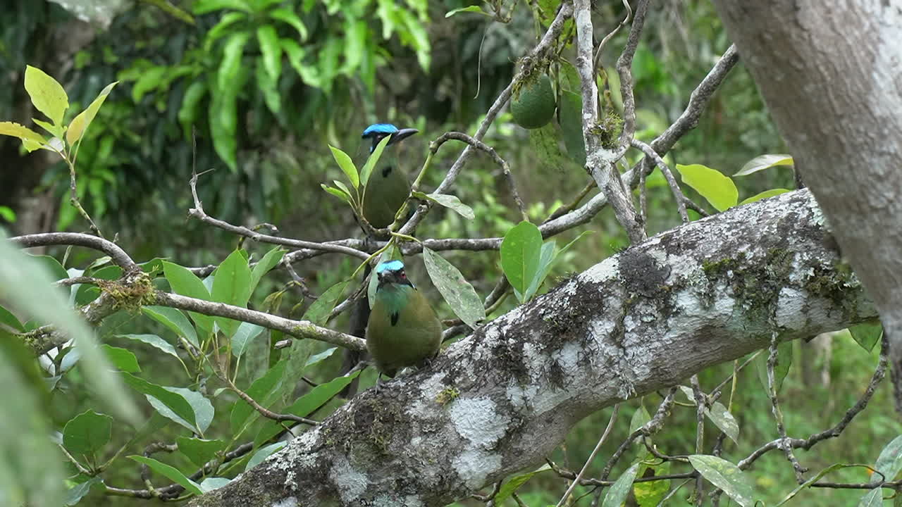 Descarga Gratis Vídeos De Stock De Un Par De Pájaros Motmot Andinos Se ...
