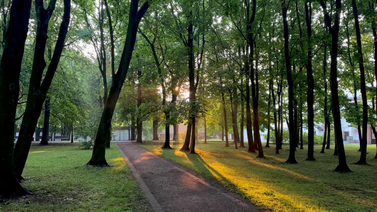 The sun breaks through the trees (4K 60, in motion)