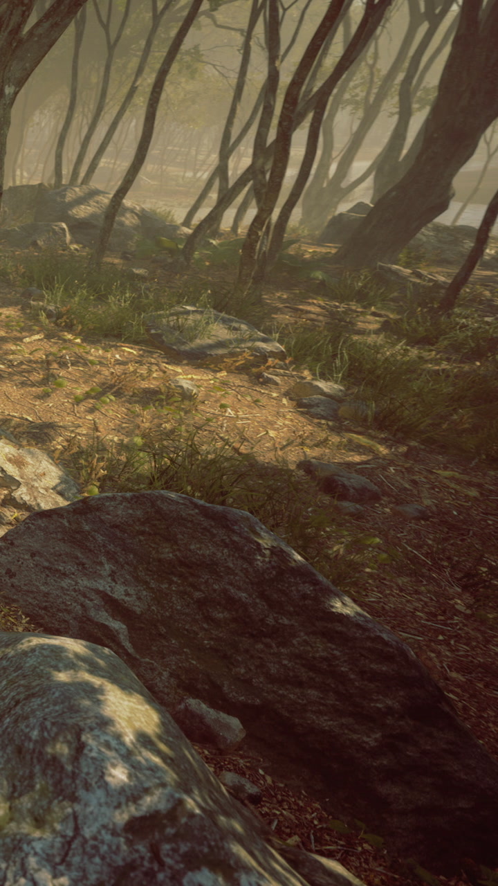 Walk through the forest with sunlight shining on the ground