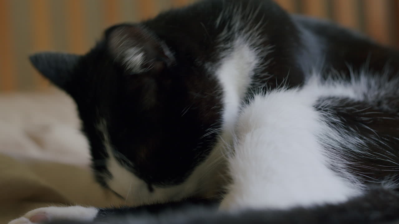 애완동물 고양이가 낮에 집에서 자신을 청소하고 청소합니다.