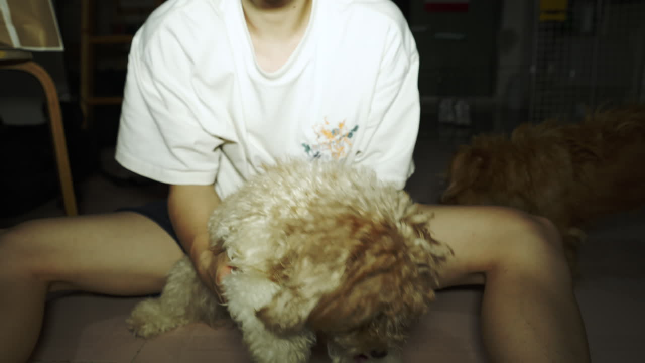 갈색 개는 주인에게 편안함을 느낍니다.