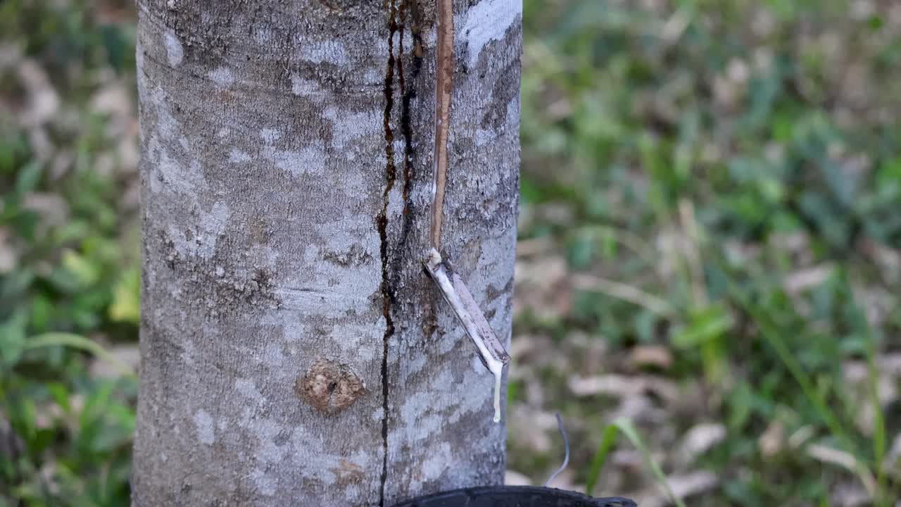 Rubber trees being tapped for latex in a serene forest setting with natural lighting