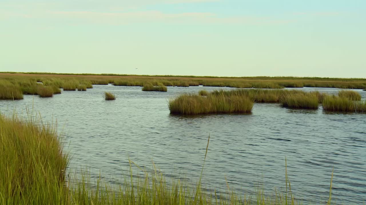 Zona umida paludosa nel Blackwater National Wildlife Refuge in Maryland - Ripresa panoramica