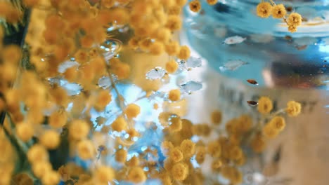 nature and poetry to illustrate nature, cherry blossom petals fall into the water