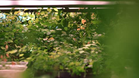 nursery plant farm. young plants in tray ready for planting. plant growing