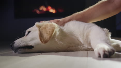 the owner pets a golden retriever puppy, which lies in front of a burning fireplace.. christmas eve.