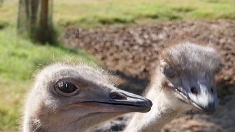 two ostrich eating flies at the zoo