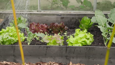 watering salad plants in the vegetable garden