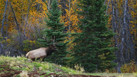 Gran-Alce-Toro-Cornetas-Para-Un-Compañero-En-El-Aire-Fresco-Del-Otoño-En-El-Borde-Del-Bosque-Canadiense