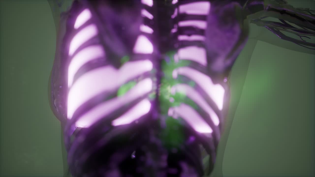 человеческое тело с видимыми легкими