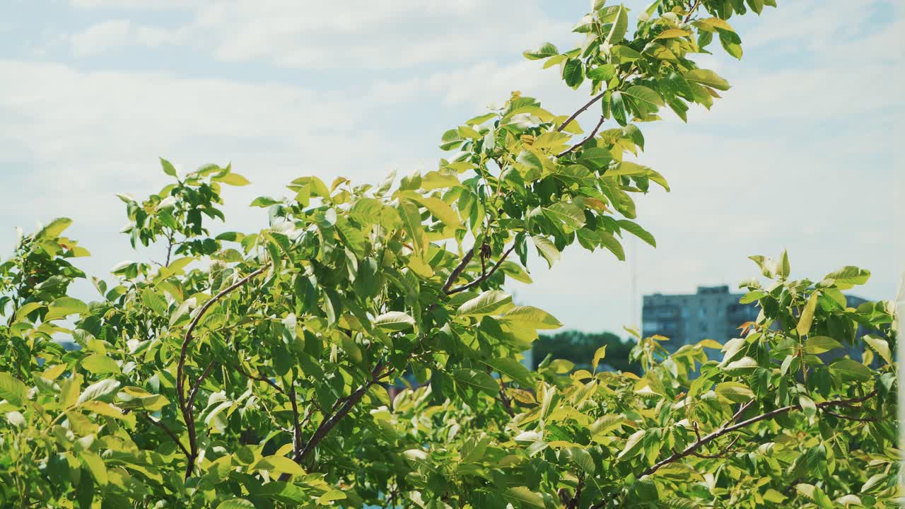 Trees In Strong Wind