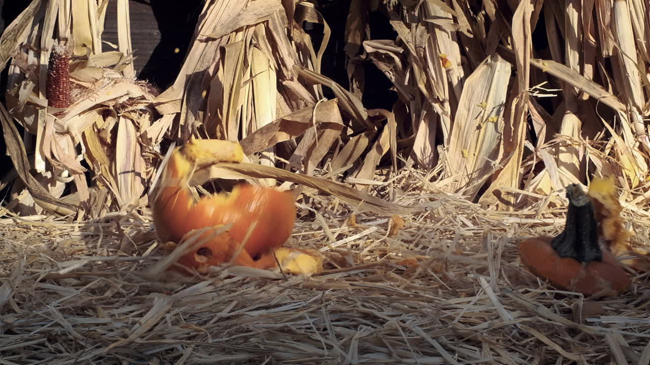 Piano medio di una zucca di Halloween che cade al rallentatore, colpisce il suolo e si frantuma in pezzi.