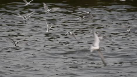 Terns-and-Gulls-Skimming-for-Food-are-migratory-seabirds-to-Thailand,-flying-around-in-circles,-taking-turns-to-skim-for-food-floating-on-the-sea-at-Bangpu-Recreational-Center-wharf