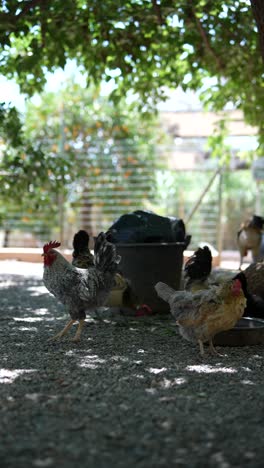 chickens in a backyard garden