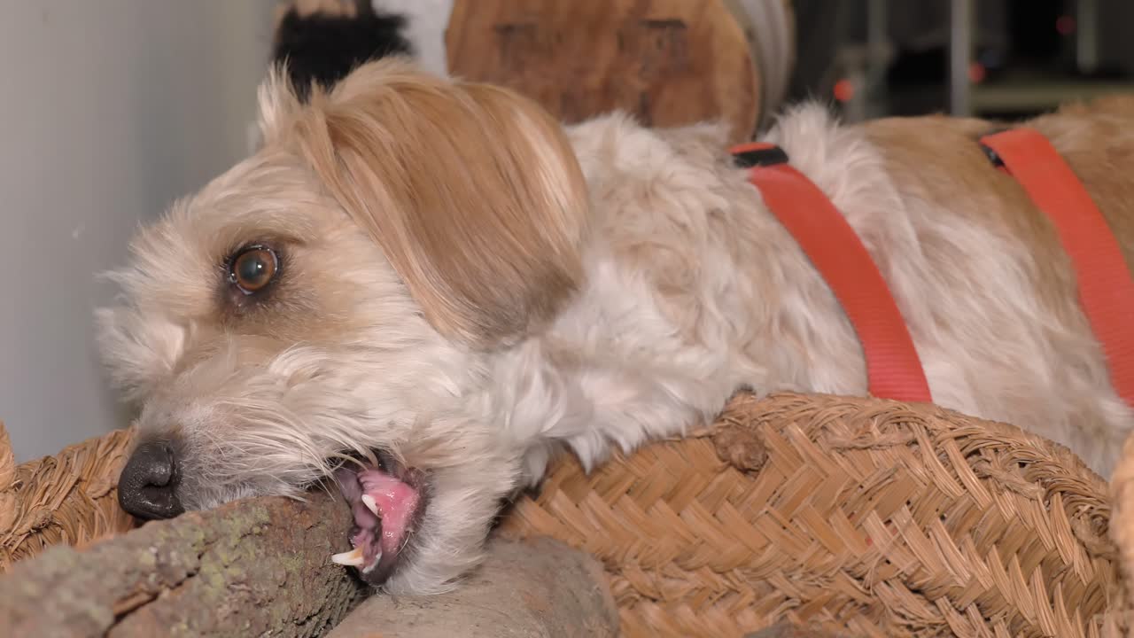 Adorable dog lying down at home happily chewing on firewood log