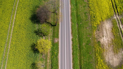 Gerade-Lange-Asphaltstraße-Zwischen-Rapsfeldern