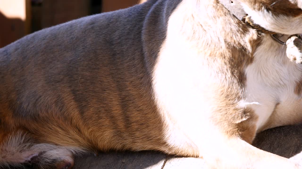 사슬에 인 개, 부스 에 있는 개, 마당에 있는 개. 마을에 있는 사슬에 매달린 경비견. 사슬에 짧은 사슬을 붙인 귀여운 나라.