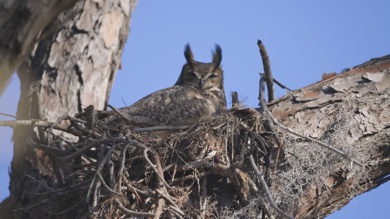 Great Horned Owl sitting in nest in tree with wind blowing feathers