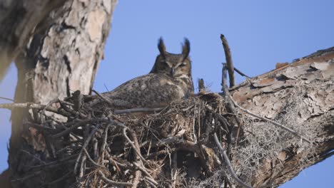 great horned owl sitting in nest in tree with wind blowing feathers