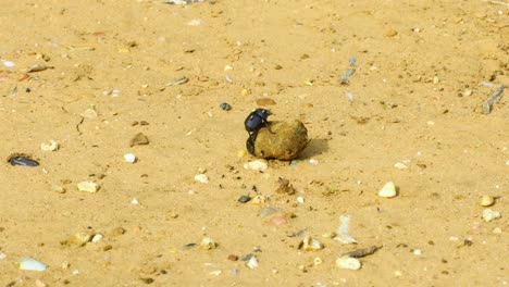 Two-dung-beetles-rolling-a-ball-of-dung