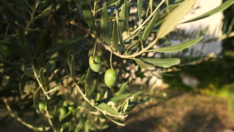 close-up of olives on a tree branch