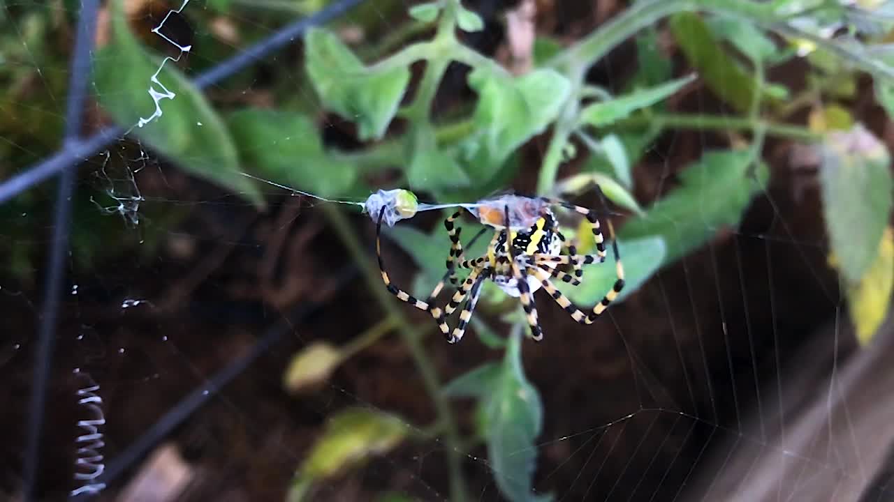 여름 흐린 녹색 정원에 갇혀 구 웹에 실크 슬로우 모션에 딱정벌레 먹이를 감싸는 긴 다리와 함께 큰 검은 노란색 거미를 닫습니다