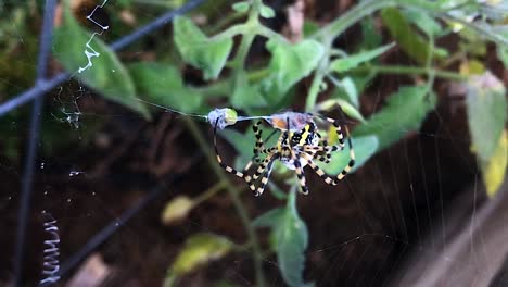 Close-up-large-black-yellow-spider-with-long-legs-wrapping-beetle-prey-in-silk-slow-motion-on-orb-web-stuck-in-summer-overcast-green-garden