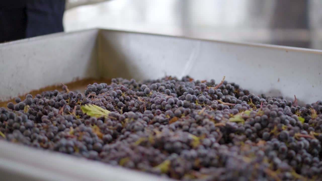 분류 테이블에 놓인 적포도 바구니, 슬로우 모션, 와인 프로세스