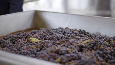 basket of red grapes placed on a sorting table, slow motion, wine process