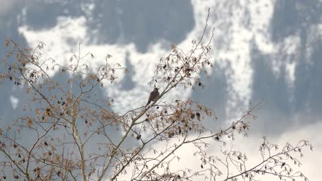 Pájaro-Posado-En-Lo-Alto-De-Una-Rama-De-árbol,-Contra-Un-Telón-De-Fondo-De-Cielos-Y-Nubes-Azules-Claros