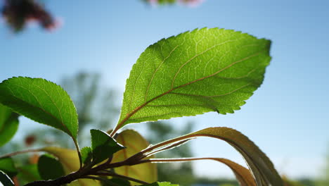 green leafs of sakura view in closeup. cherry flowers blooming in background.